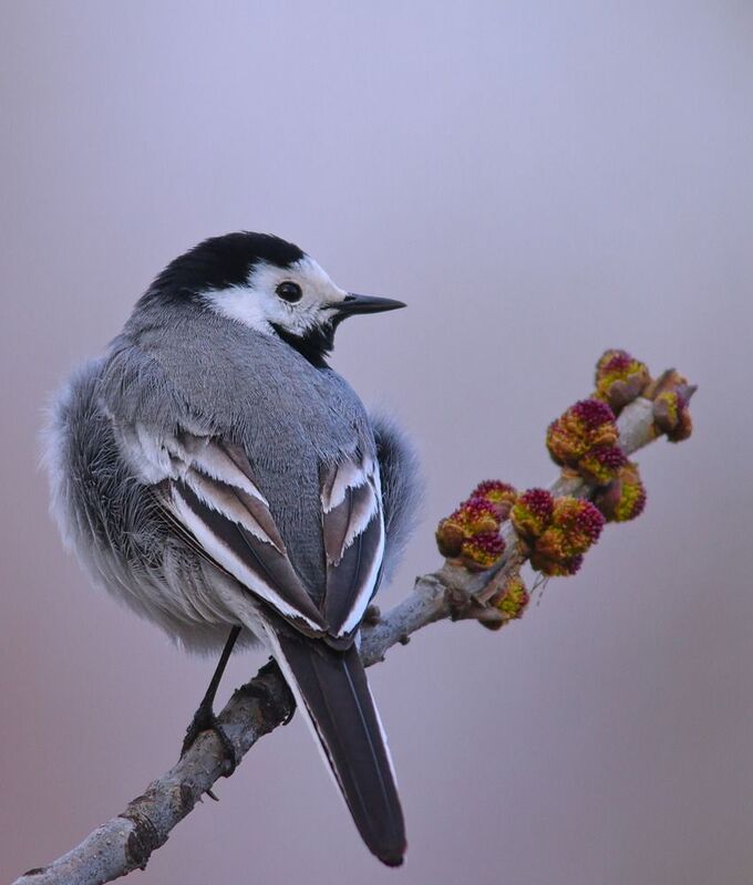 ясень высокий, fraxinus excelsior, белая трясогузка, motacilla alba, Белая трясогузка.photo preview