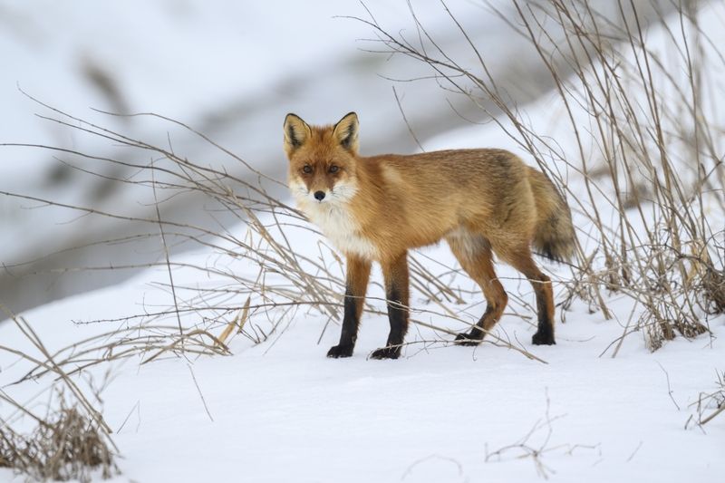 А вы тут курочков не видели?photo preview