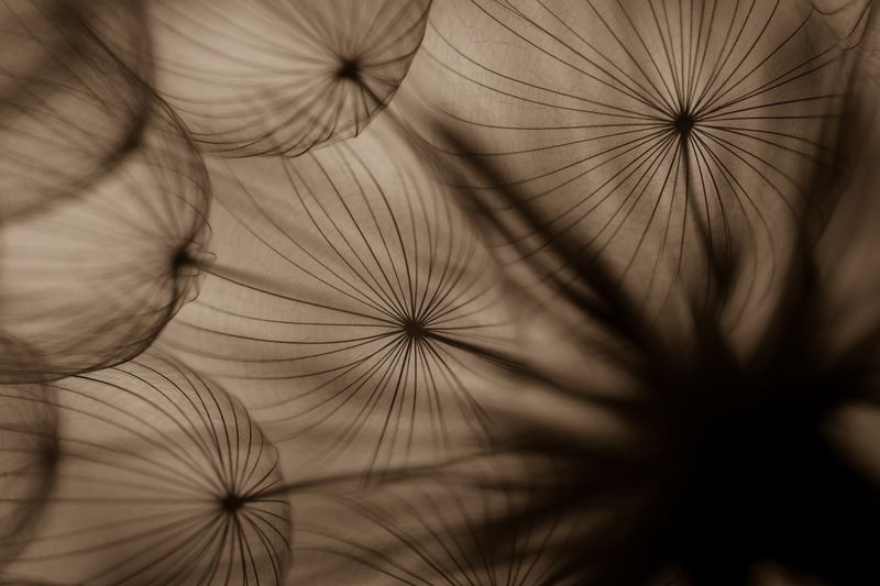 dandelionphoto preview