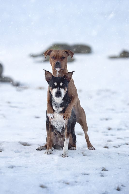 Ziva&Kiaraphoto preview