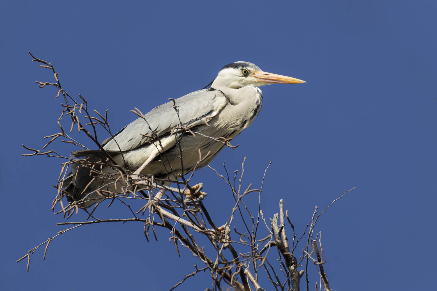 Серая цапля. Автор: Руслан Pl , Руслан Pl