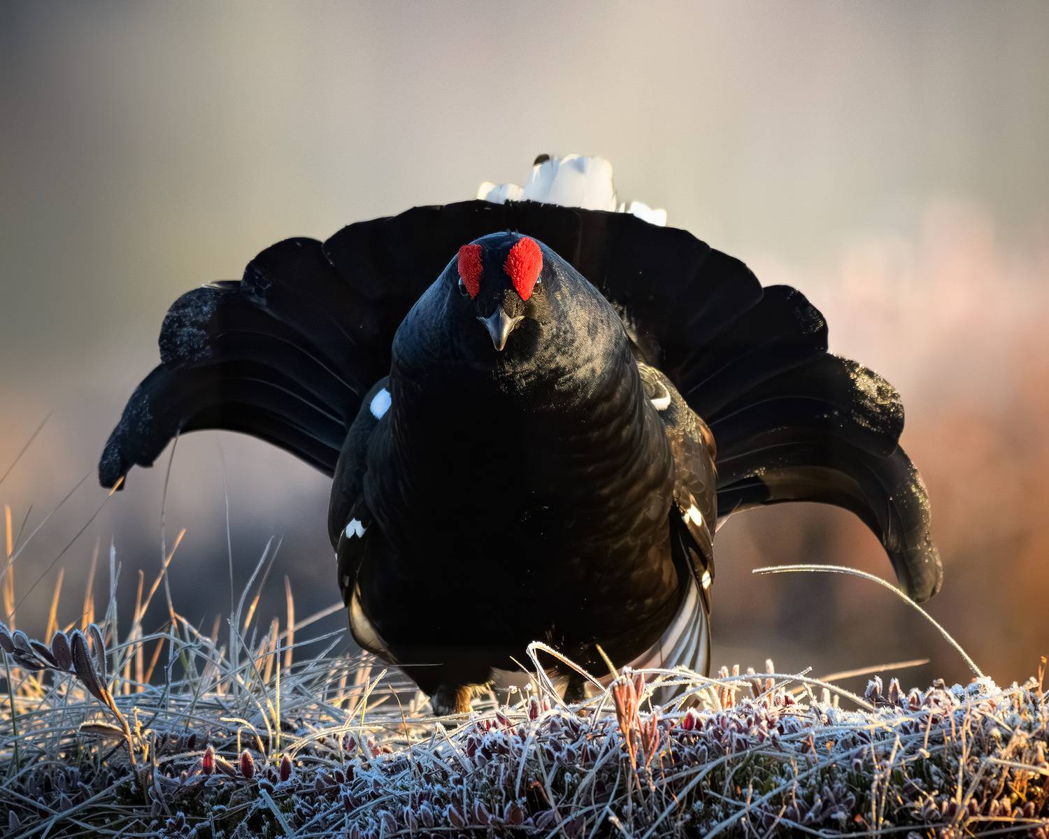 тетерев, ток, токование, птицы, болото, бердинг, бердвотчинг, фотоохота, природа, birdwatching, birding, Black grouse, Courtship display, Михаил Ездаков