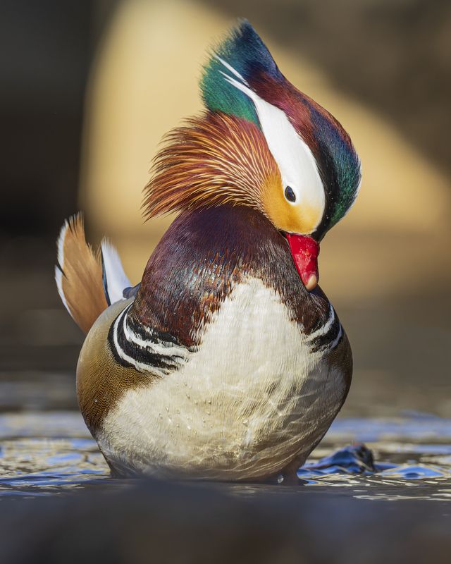 Мандаринкаphoto preview