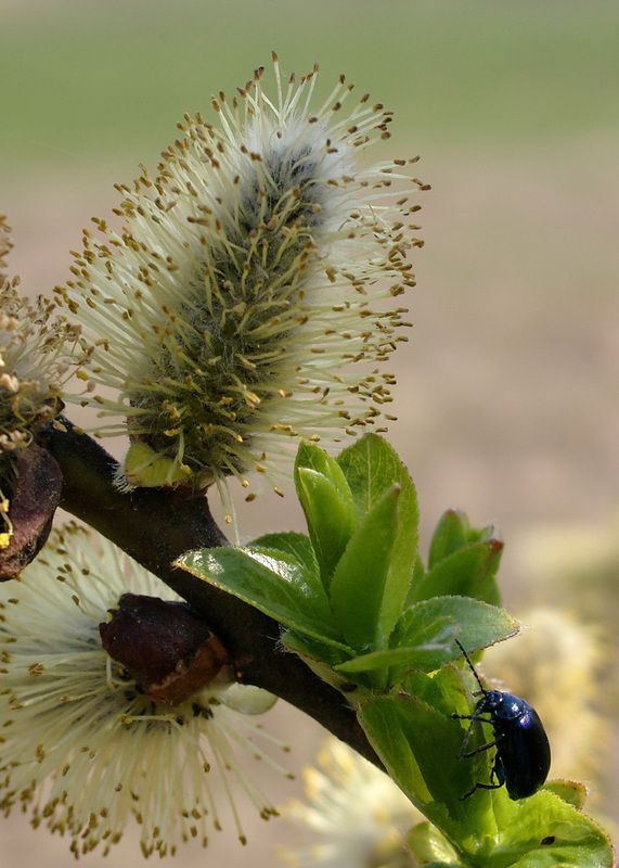 весна, верба Веснаphoto preview