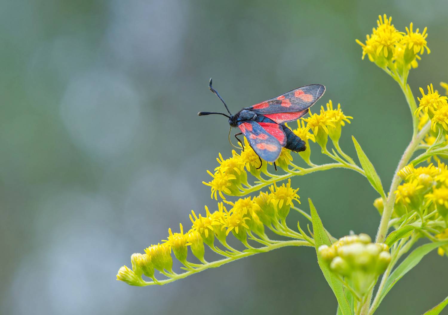 Пестрянка. Автор: Чепленко Алексей Пестрянка, Чепленко Алексей