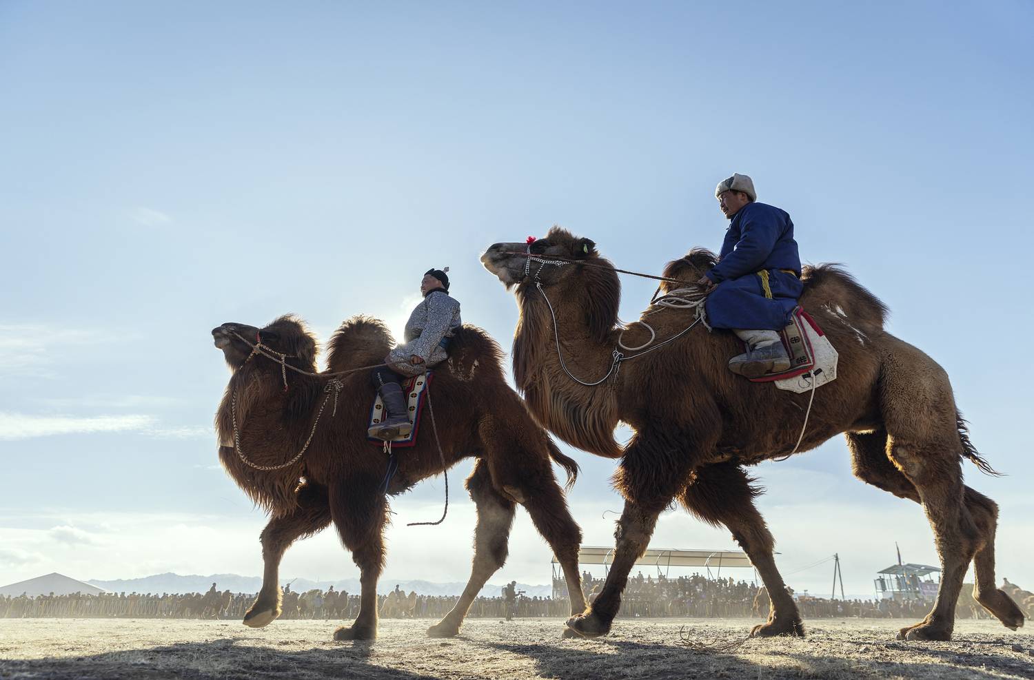Mongolian camel winter festival, ganzorig miimaa