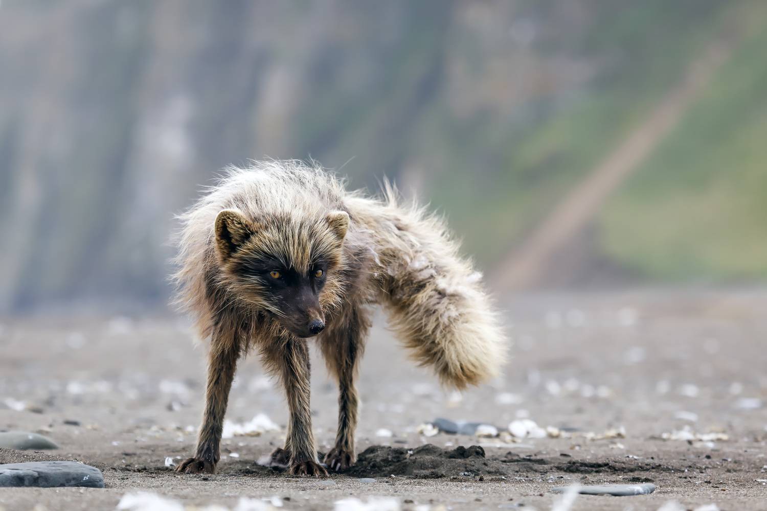 беринговский песец, остров беринга,, Уткин Дмитрий