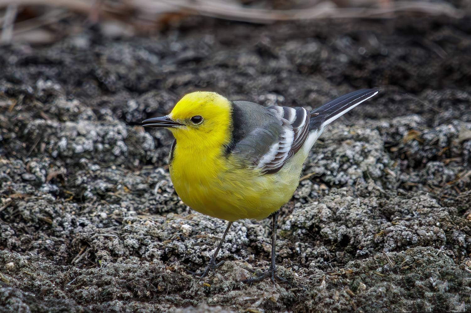 Желтоголовая трясогузка. Автор: Морозов Сергей желтоголовая трясогузка, Морозов Сергей