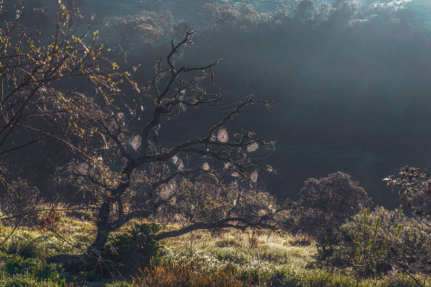 , Шварцман Евгений