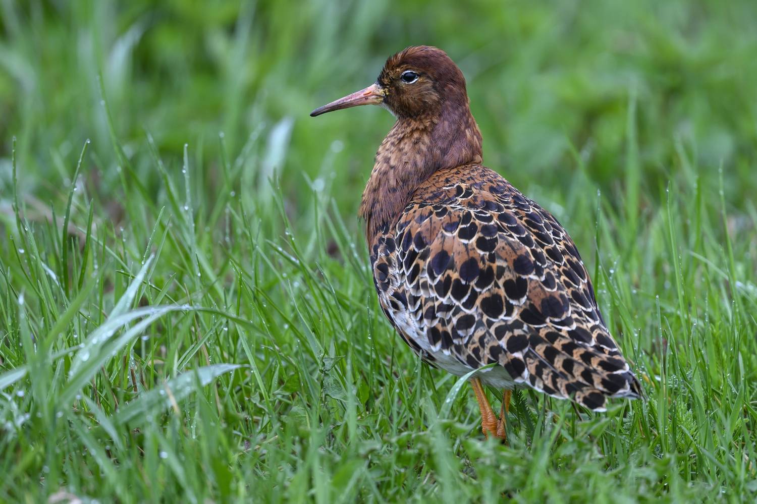 , Пупонин Сергей