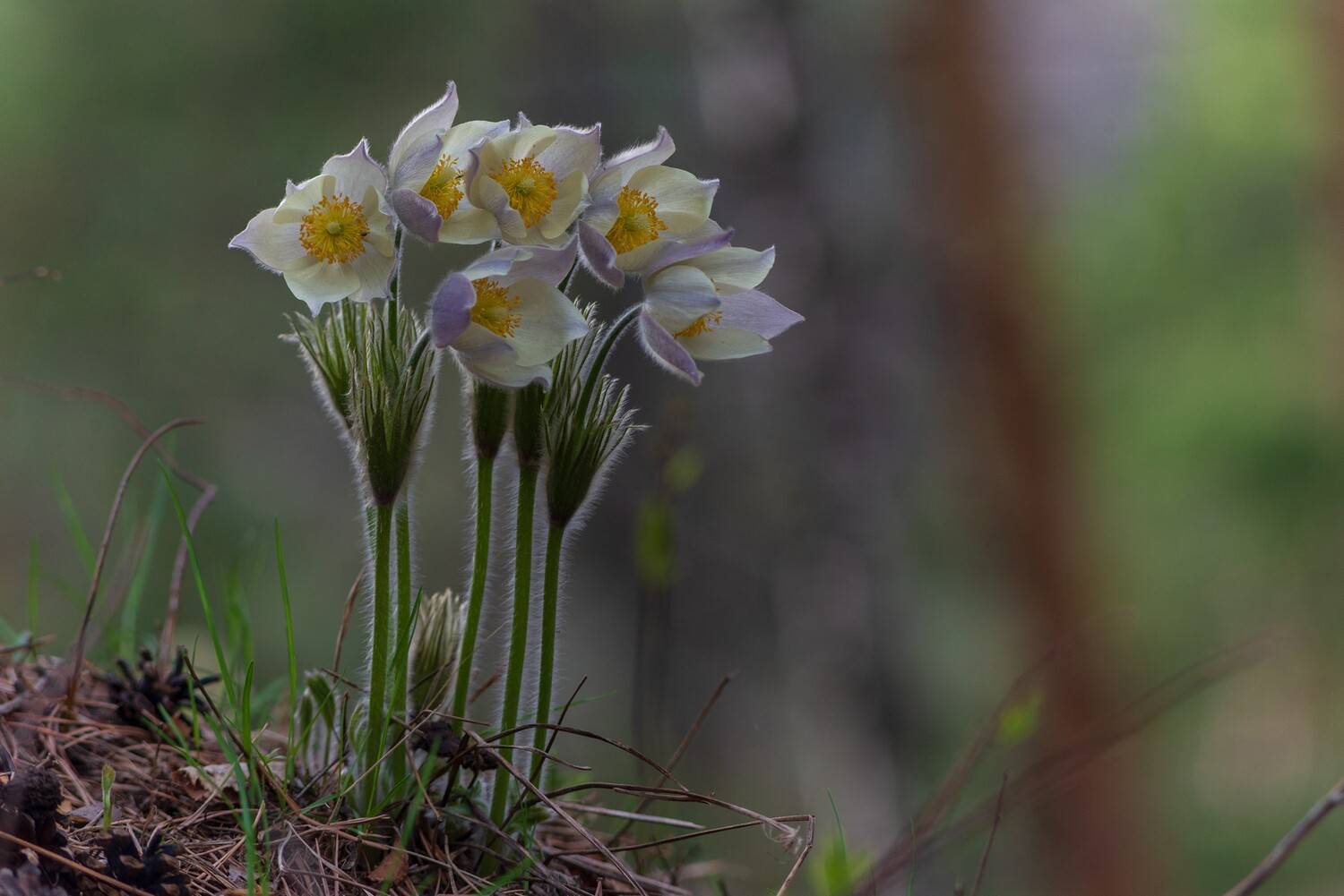 ** *. Автор: Беляев Юрий сон - трава, Беляев Юрий