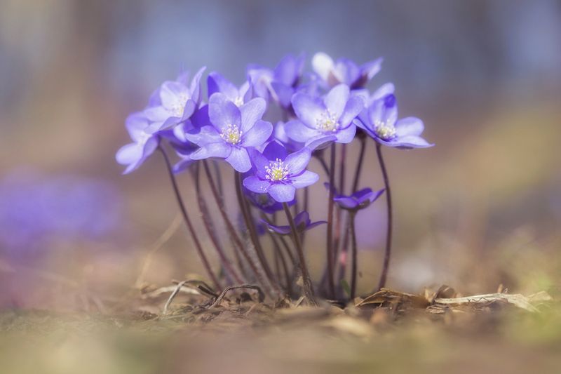 Plant, Close-up, Flower, Purple, Springtime, Macro, Nature Anemone hepaticaphoto preview