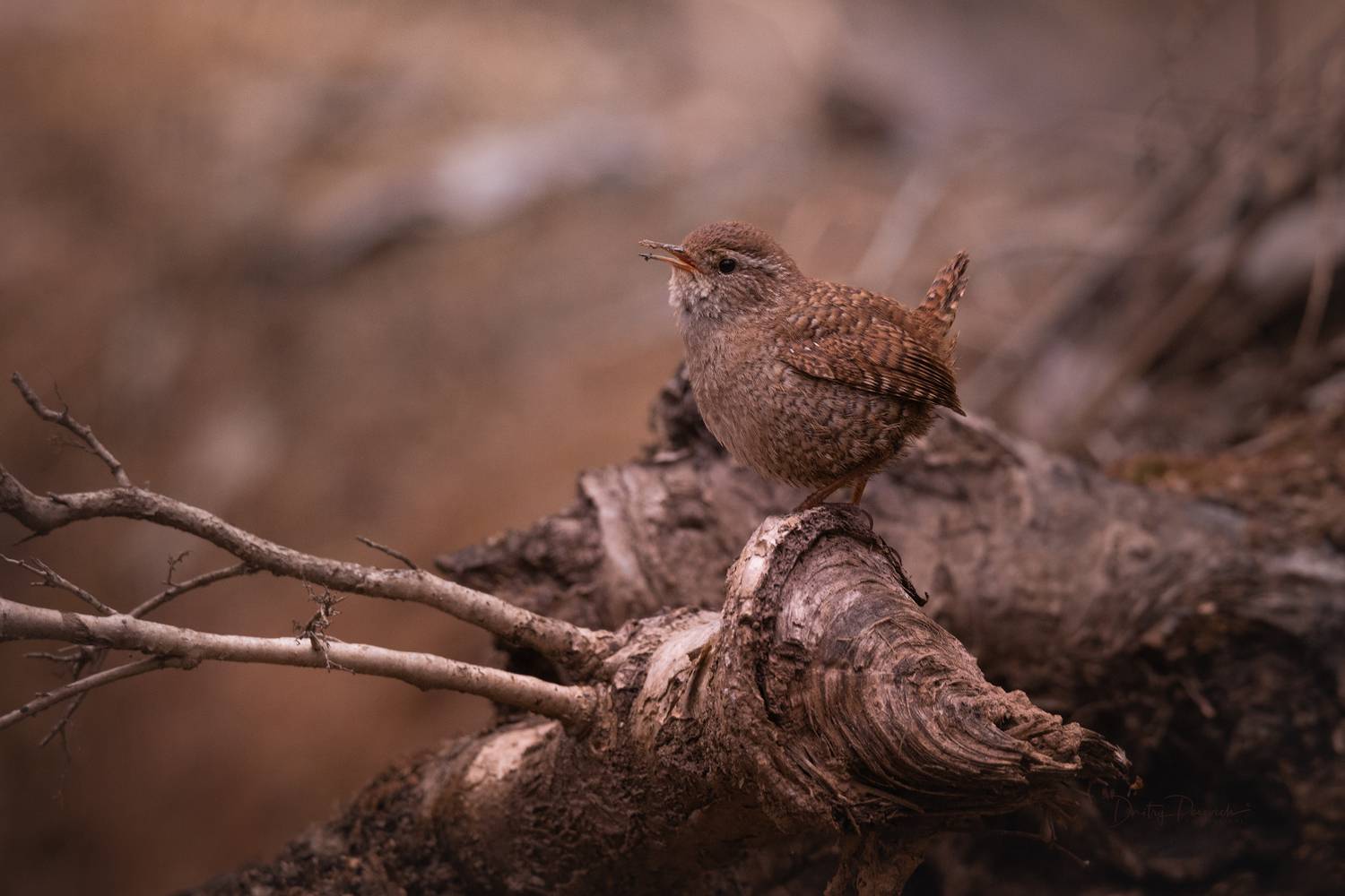 природа, лес, поля, огороды, животные, птицы, макро, Дмитрий Посевич