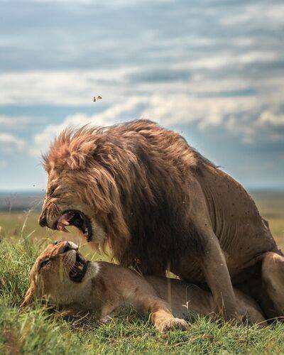 Passion and power in the wild