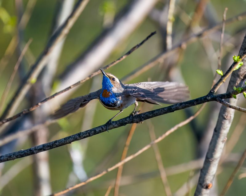 варакушка, птицы, бердвочинг Диспетчер, к взлету готов!)photo preview