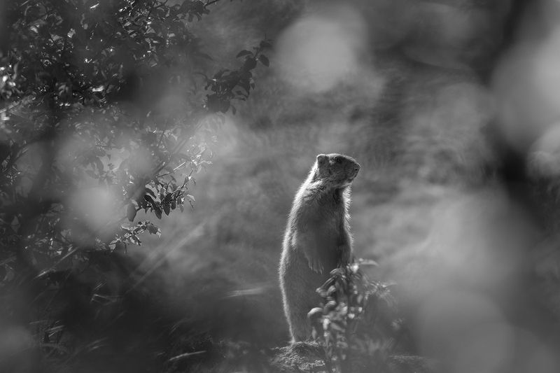 байбак, животные, природа, сурок photo preview