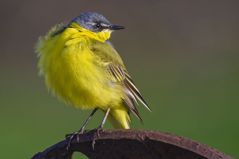 Трясогузкаphoto preview