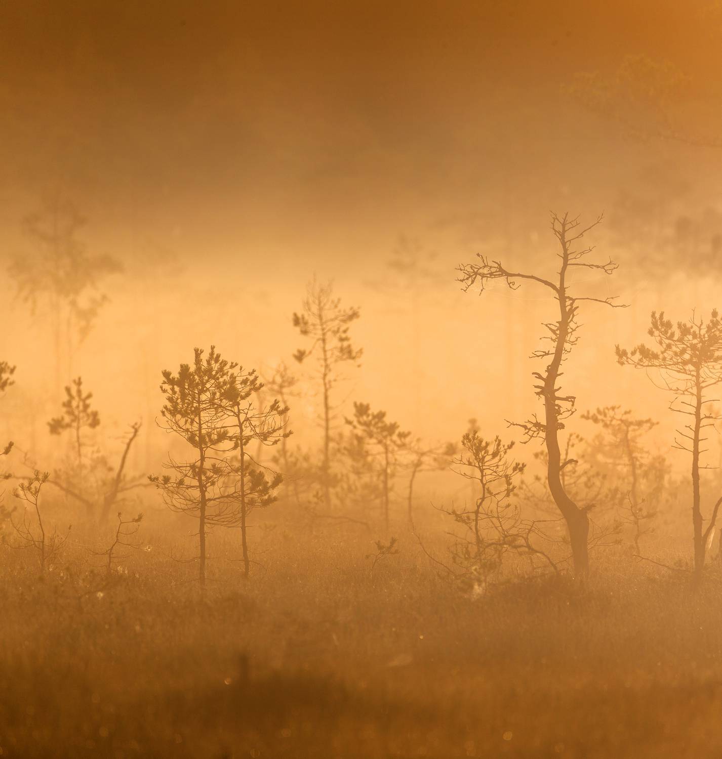 Болотная тишина. Автор: Павел Ващенков болото, карелия, туман, утро, рассвет, фототур, Павел Ващенков