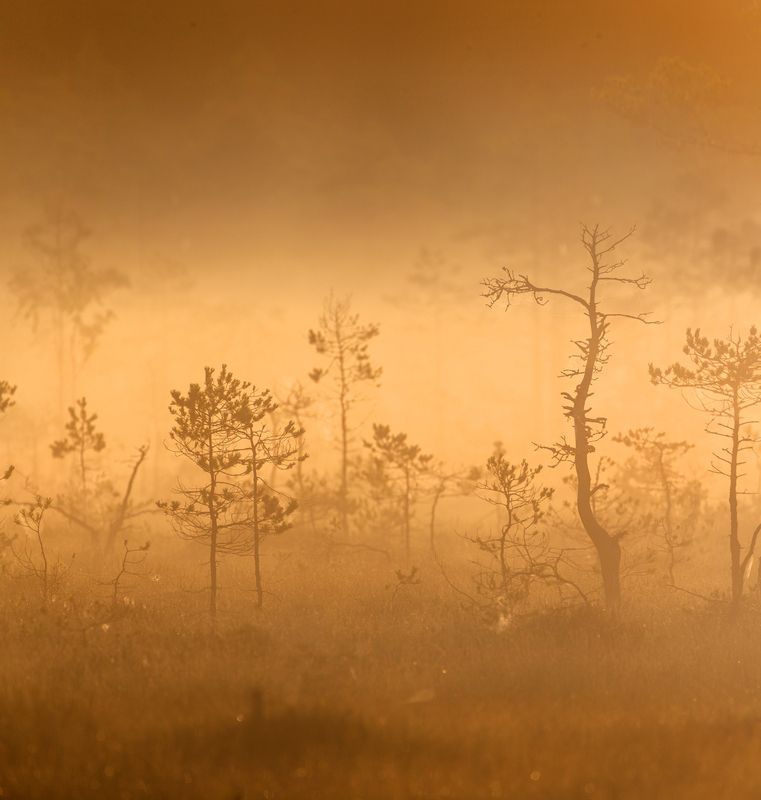 болото, карелия, туман, утро, рассвет, фототур Болотная тишинаphoto preview