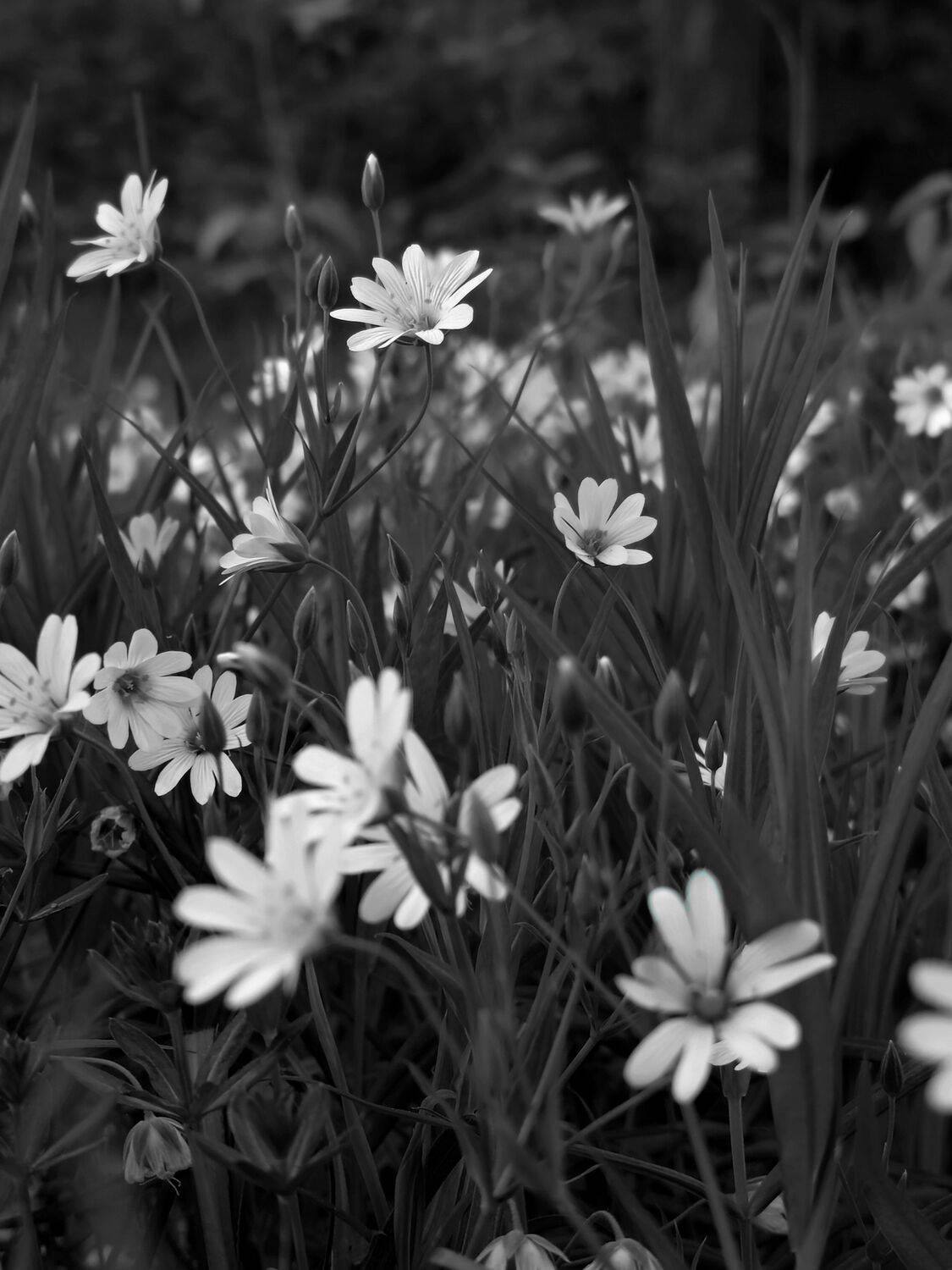 , Мария Яковлева