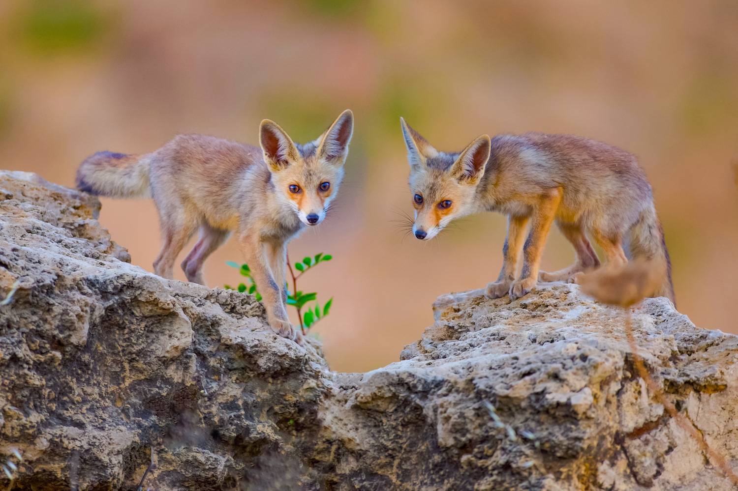 Fox family . Автор: David Manusevich , David Manusevich