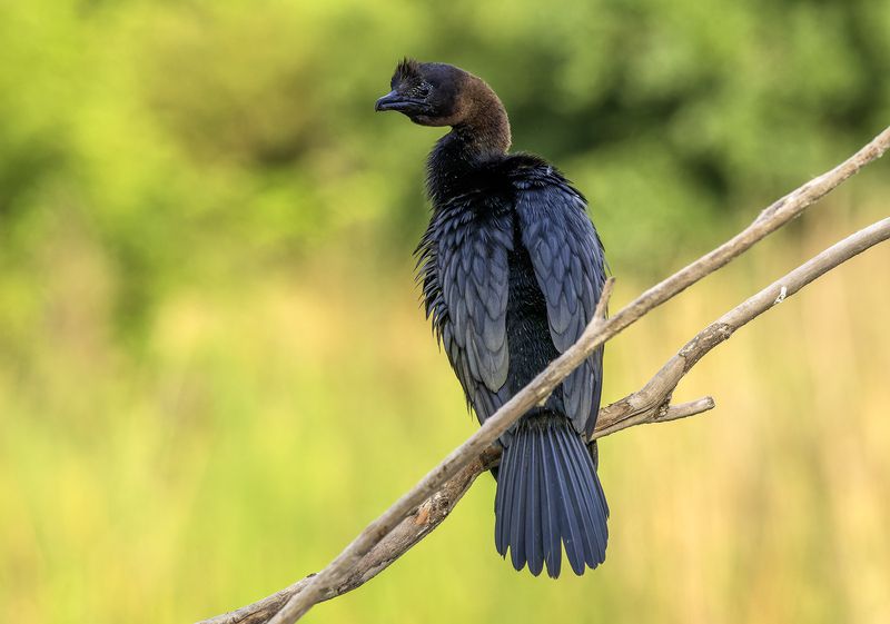 Малый баклан.photo preview