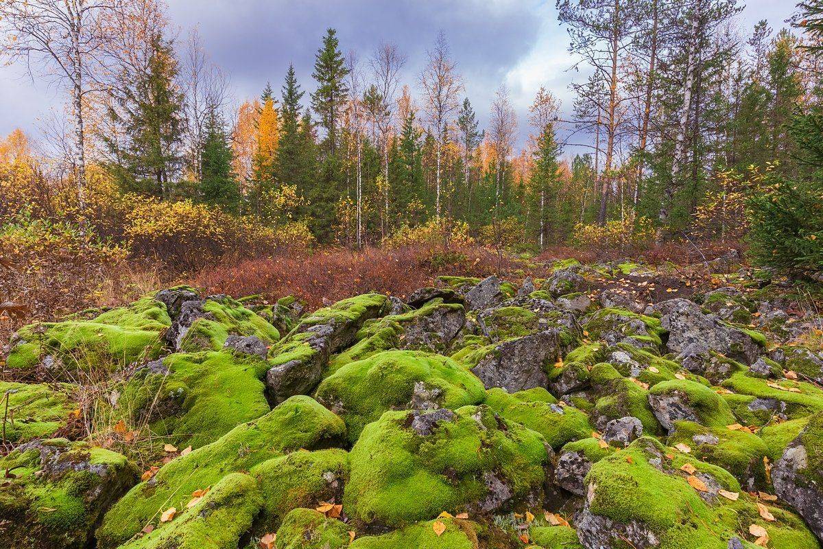 Мох и камни. Автор: Кирилл Уютнов Гух, Камни, Курумник, Мох, Осень, Север, Урал, Кирилл Уютнов