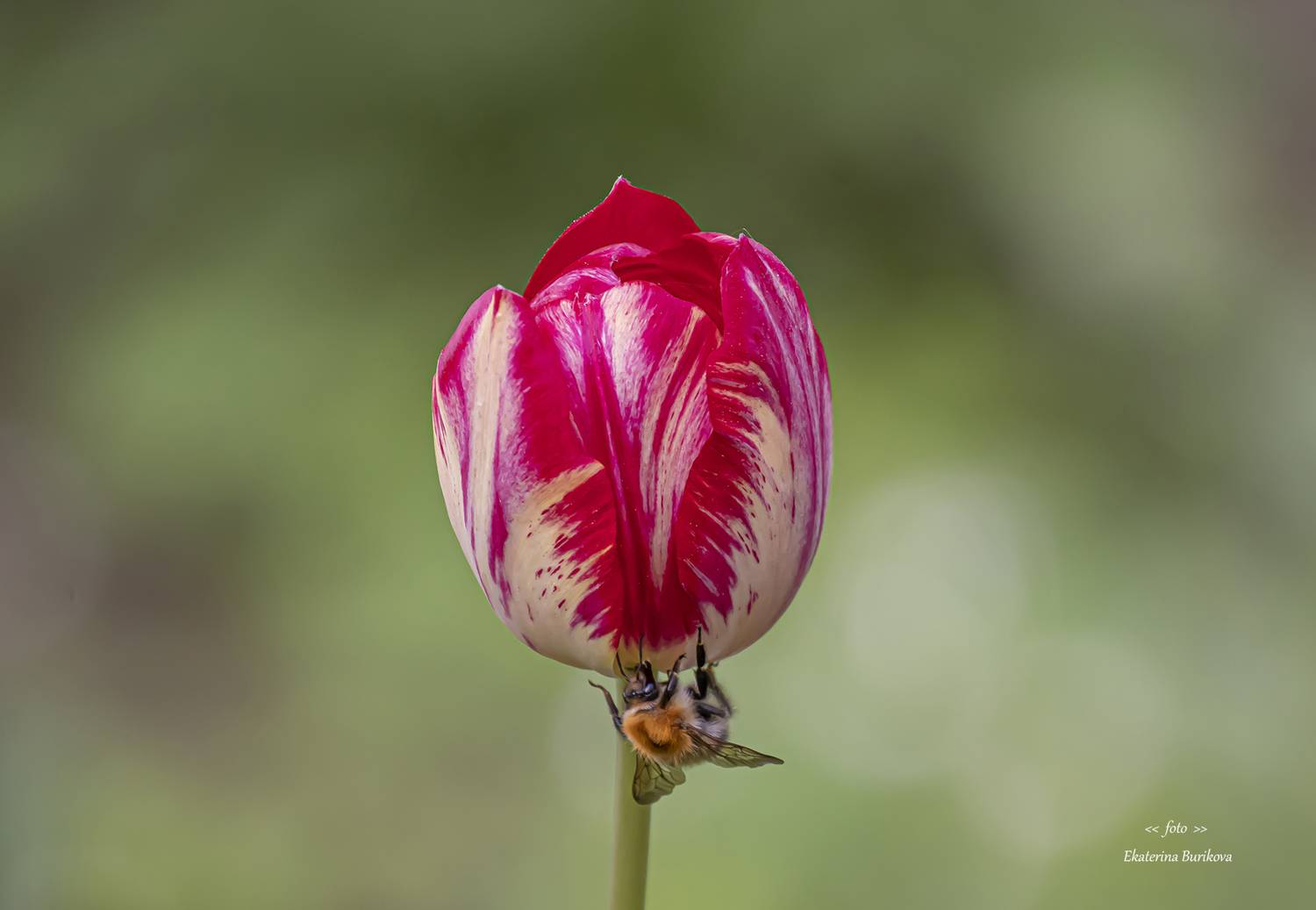 Автор: Бурикова Екатерина , Бурикова Екатерина