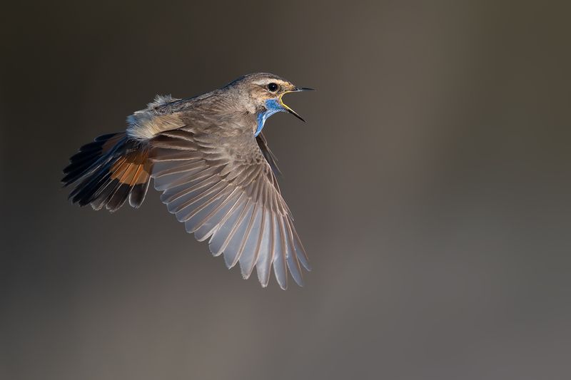 Варакушка.photo preview