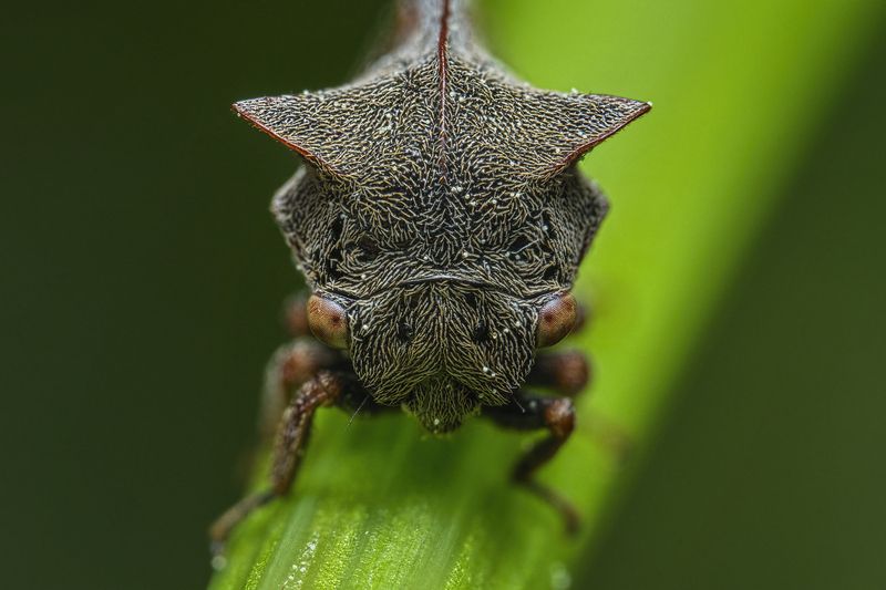 (Centrotus cornutus)photo preview