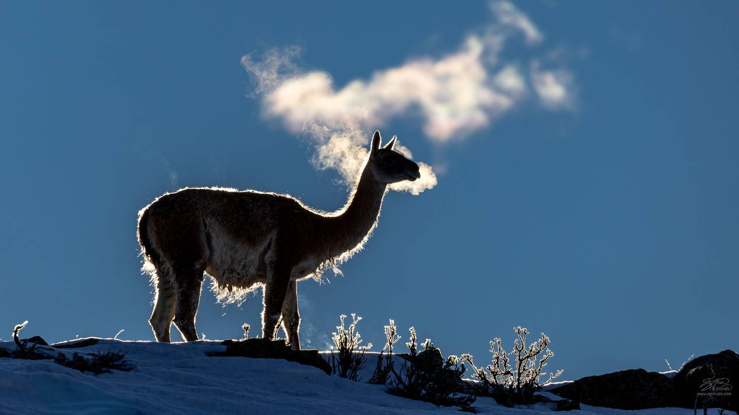 Гуанако. Автор: Александр Санин , Александр Санин
