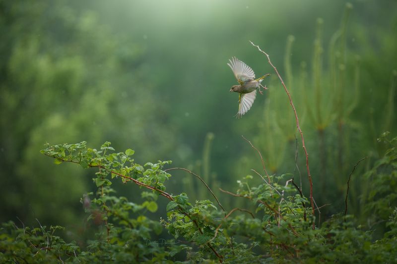 Танец уходящего дняphoto preview