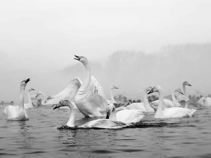 Лебединое озеро...photo preview