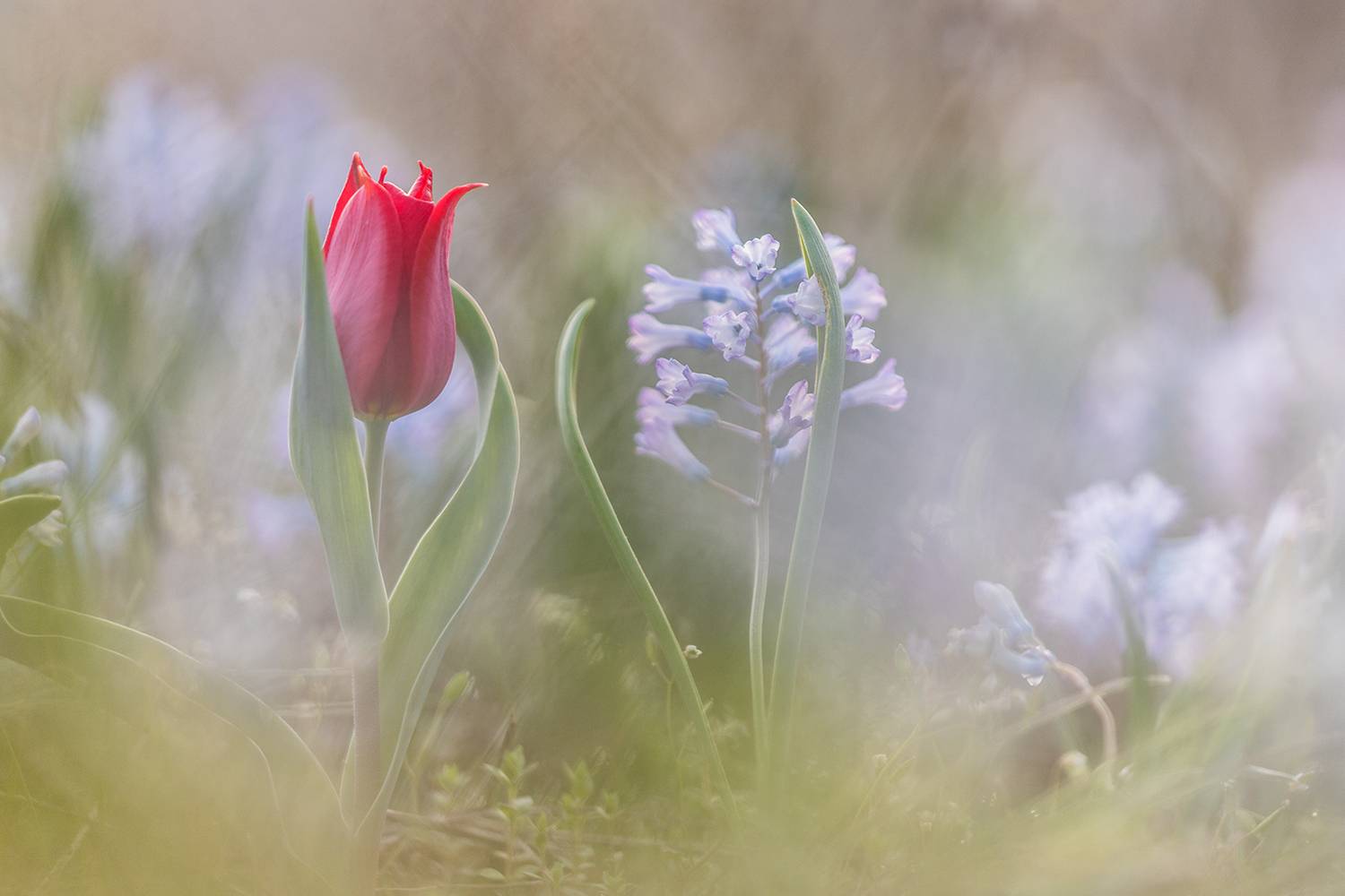 , Илья Михеев