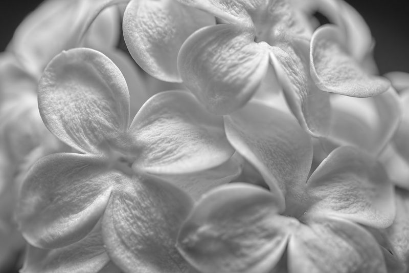 Lilac blossoms photo preview