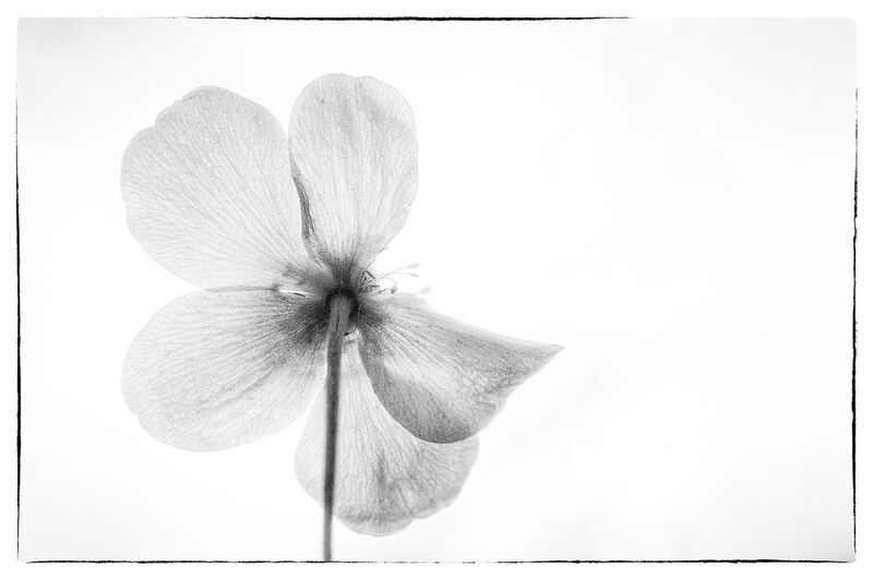 цветы photo preview