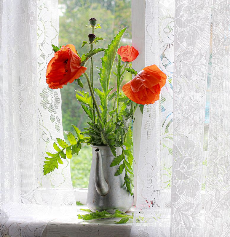 натюрморт, фотонатюрморт, still life, stillifefoto, лето, маки, цветочный_натюрморт, наталья_казанцева Отцветаютphoto preview