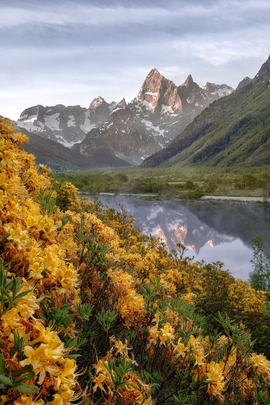 Рододендроны и горыphoto preview