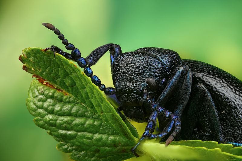 макро,природа,животное,растение,цвет,фото,лист,зеленый Майкаphoto preview