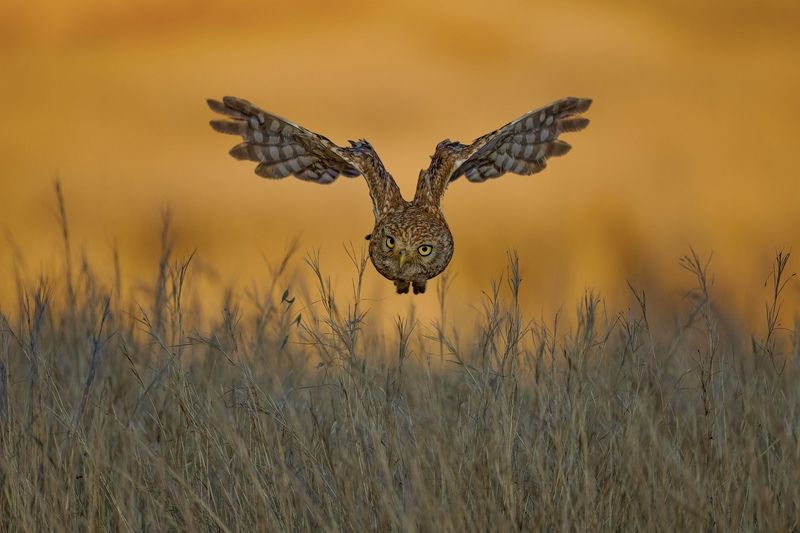 Flight over Golden Fields