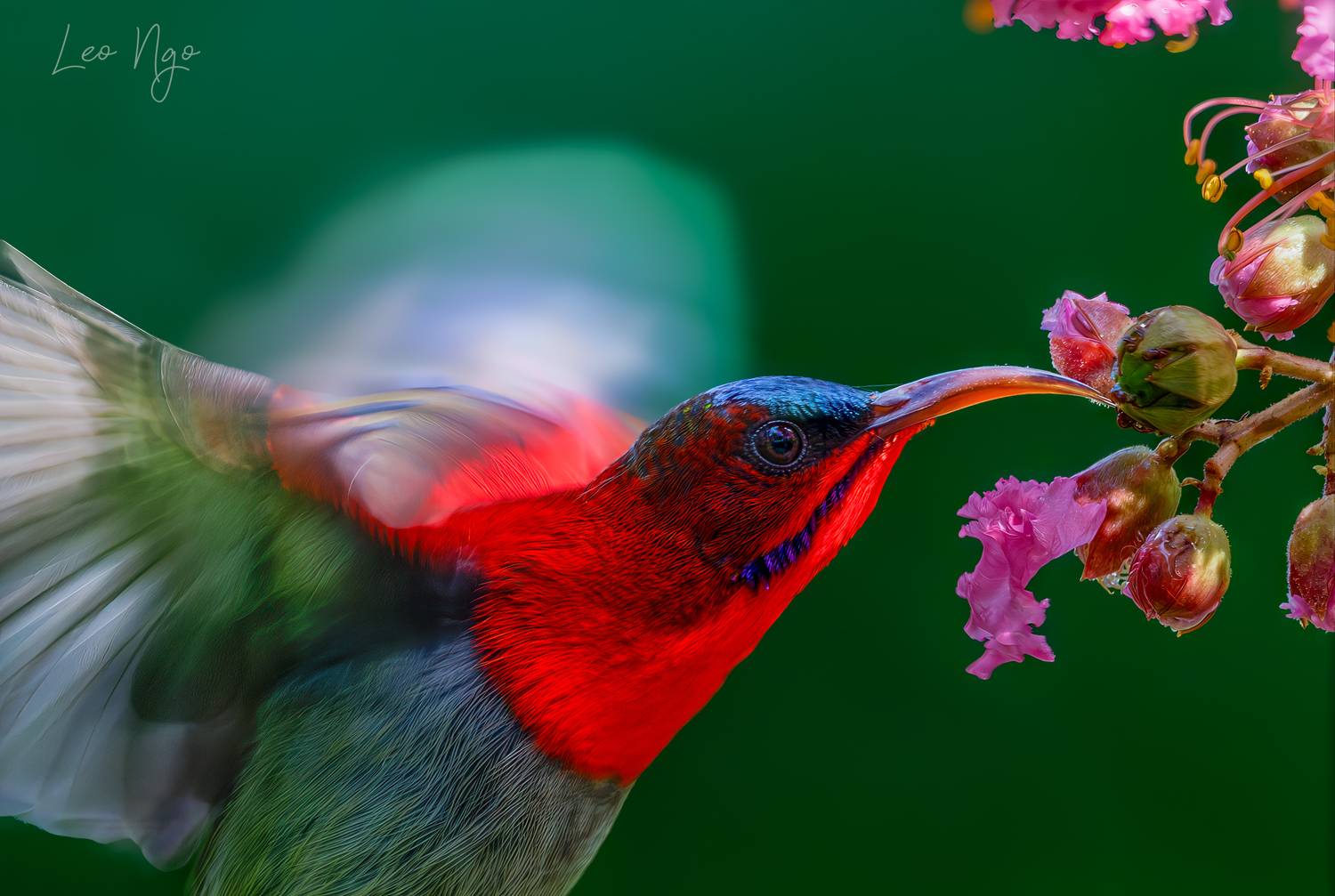 Автор: Ngo Hoang Nguyen - Leo Ngo , Ngo Hoang Nguyen - Leo Ngo