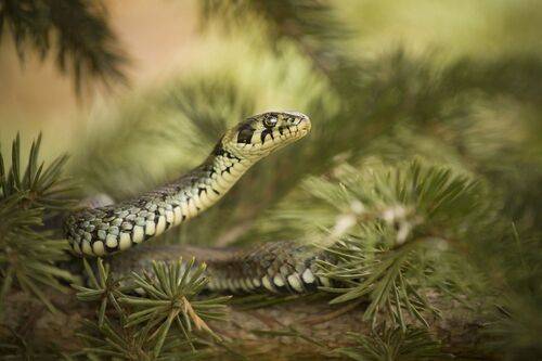 Snake