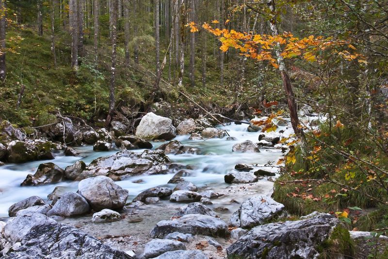 Сказки волшебного лесаphoto preview