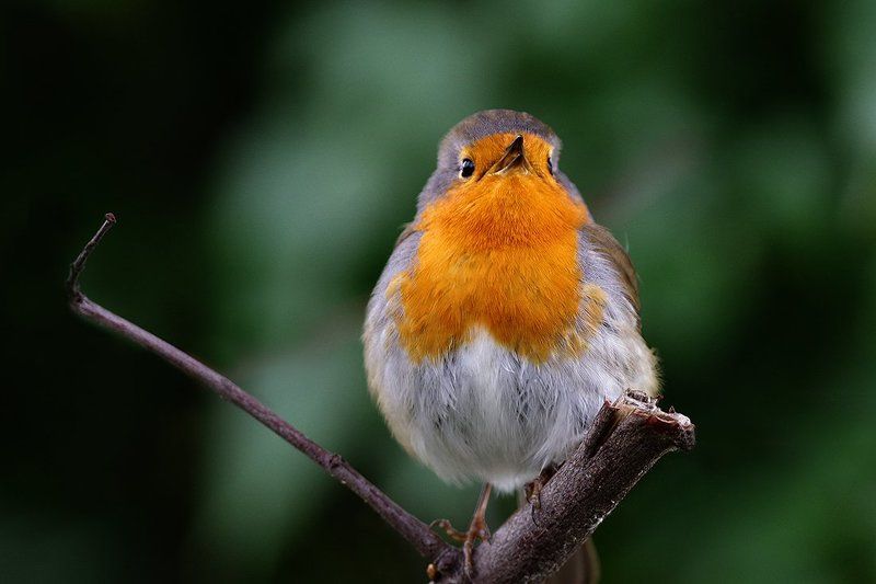 Песнопоецphoto preview