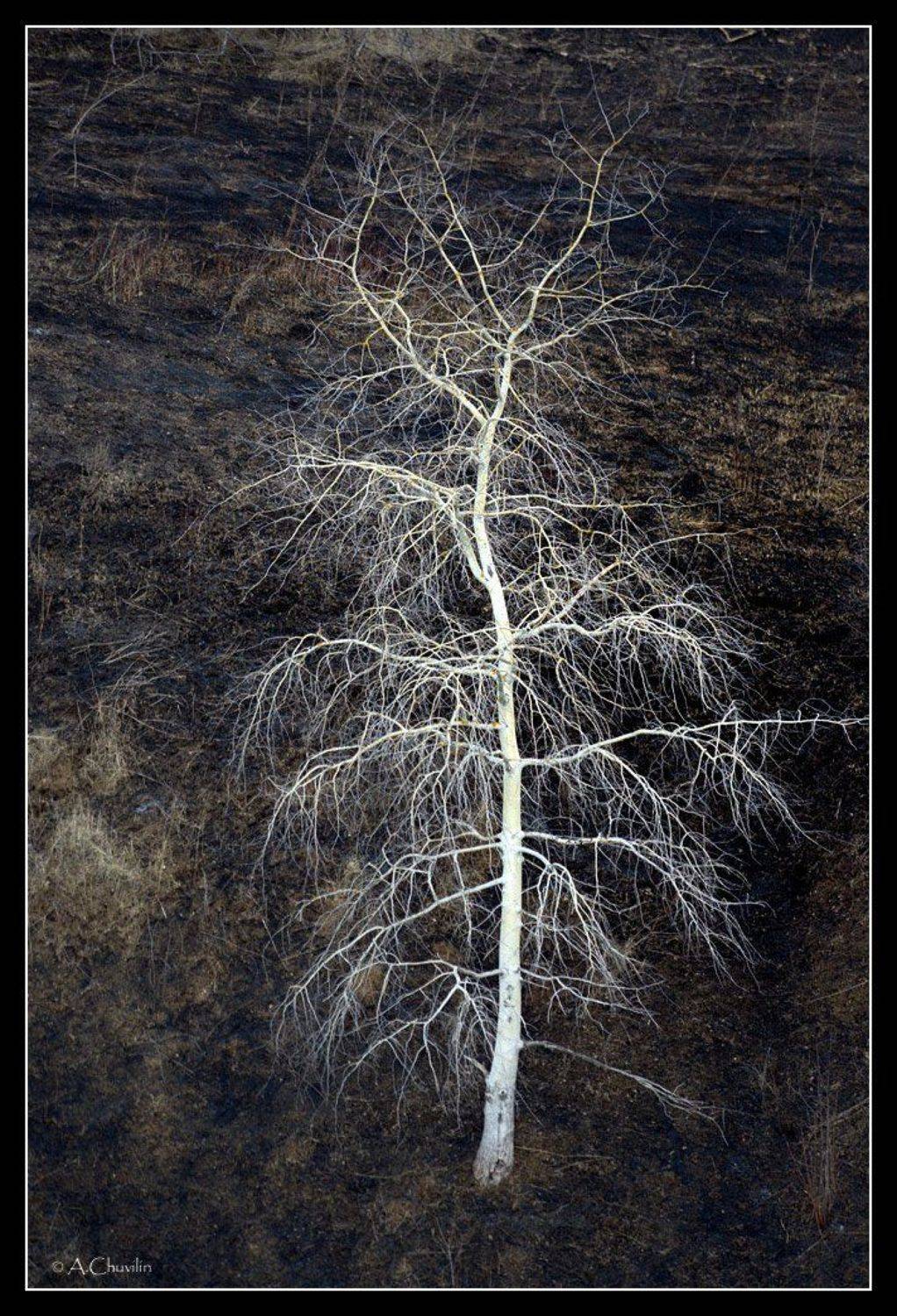 , Александр Чувилин