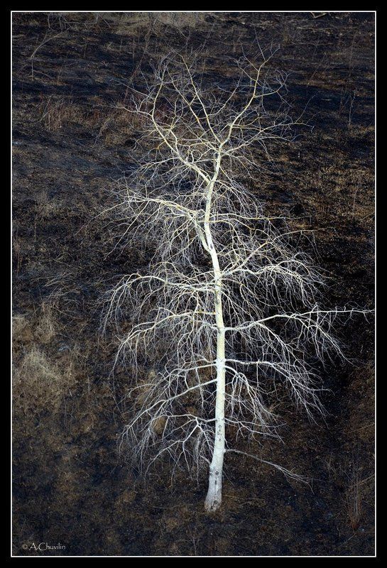 Одинокое дерево на выжженном склонеphoto preview