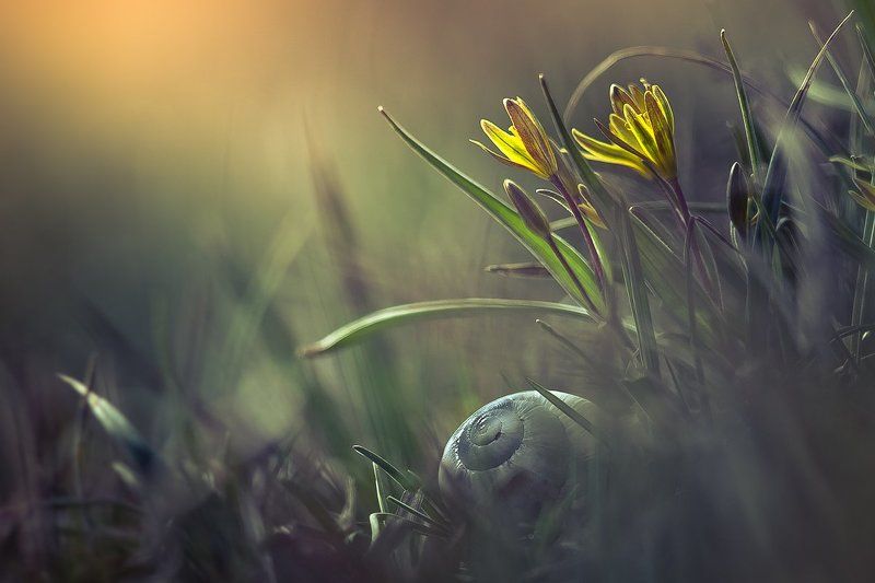 Wildflowersphoto preview