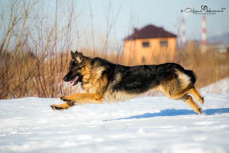 немецкая овчарка, длинник, собака, НО,  Граф photo preview