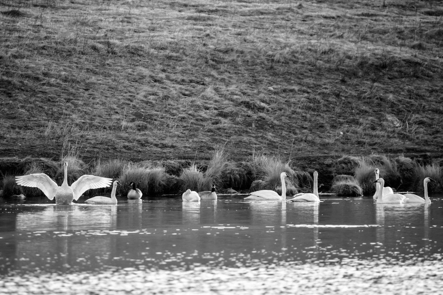 канада, альберта, весна, лебеди, Денис Семенов