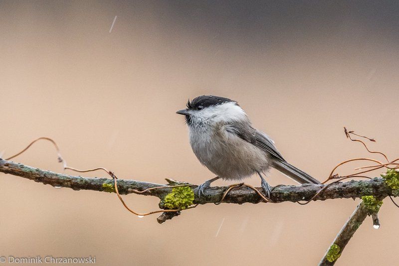 Czarnogłówka (Poecile montanus)photo preview
